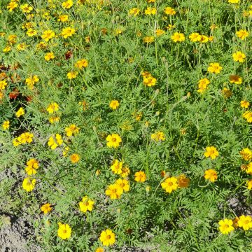 Cravo-túnico Nématode Control em sementes - Tagetes patula