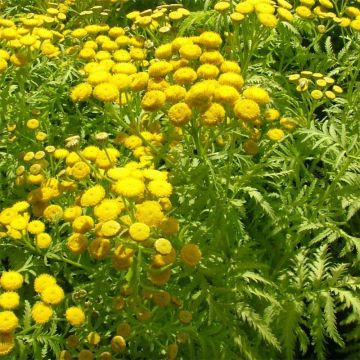 Tanacetum vulgare Isla Gold