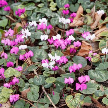 Tapete Florido de Inverno - Cyclamen coum rosa e branco