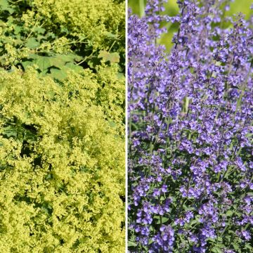 Tapete Amarelo e Azul, alquemilas e ervas-dos-gatos