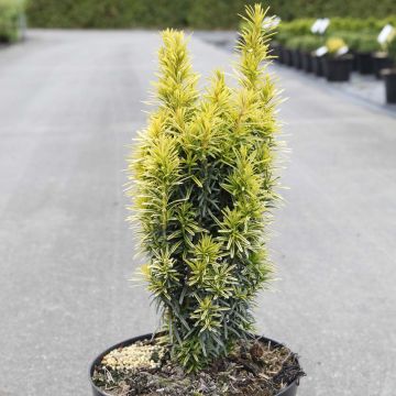 Taxus baccata Ivory Tower