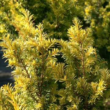 Taxus baccata Kupfergold