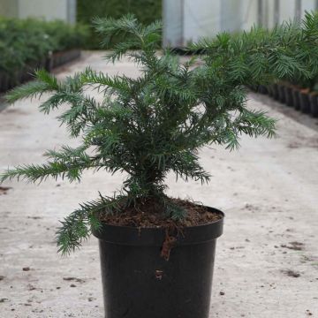 Taxus baccata Repandens