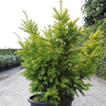 Taxus baccata Semperaurea