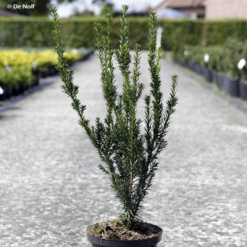 Taxus media Hillii