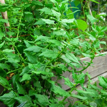 Espinafre-da-Nova-Zelândia - Tetragonia tetragonoides Espinafre-da-Nova-Zelândia - Tetragonia tetragonoides