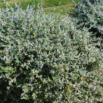Teucrium fruticans