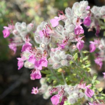 Teucrium marum