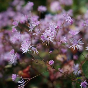 Thalictrum ichangense Evening Star