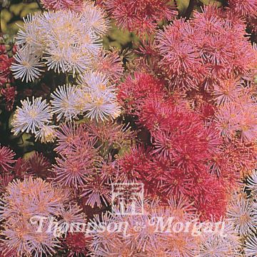 Thalictrum aquilegifolium New Hybrids Mixed em sementes