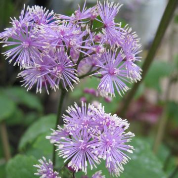 Thalictrum actaeifolium Perfume Star