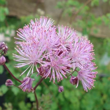 Thalictrum aquilegifolium