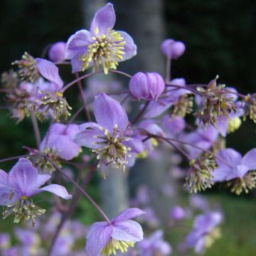 Thalictrum rochebrunianum