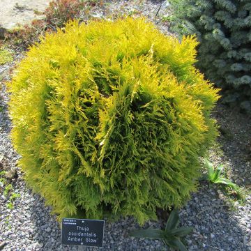 Thuja occidentalis Amber Glow - Tuia-ocidental