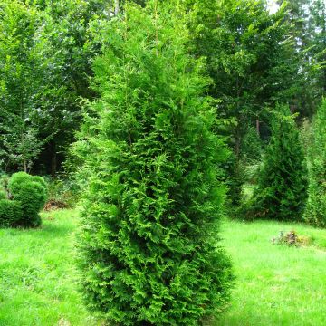 Thuja occidentalis Brabant - Tuia-ocidental