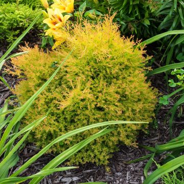 Thuja occidentalis Fire Chief - Tuia-ocidental