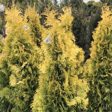 Thuja occidentalis Jantar - Tuia-ocidental