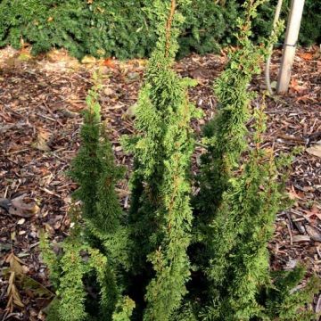 Thuja occidentalis Malonyana Holub - Tuia-ocidental