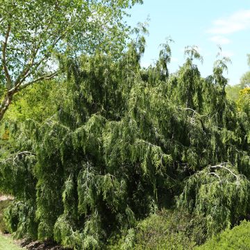 Thuja occidentalis Pendula - Tuia-ocidental