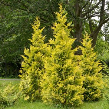 Thuja occidentalis Salland - Tuia-ocidental