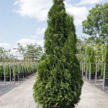 Thuja occidentalis Smaragd - Tuia-ocidental