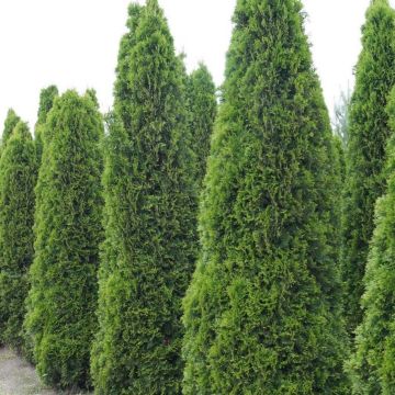 Thuja occidentalis Totem Smaragd - Tuia-ocidental