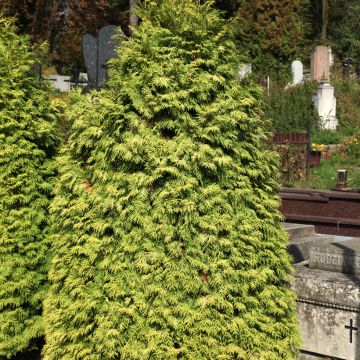 Thuja occidentalis Wareana Lutescens - Tuia-ocidental