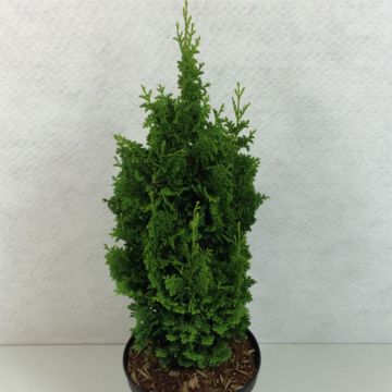 Thuja occidentalis Zmatlik - Tuia-ocidental