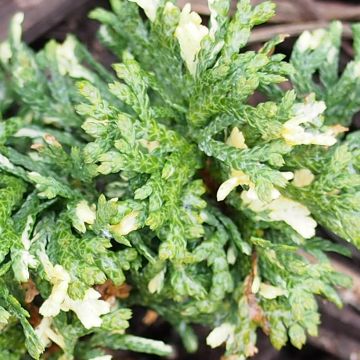 Thuja orientalis Fleck - Tuia-ocidental