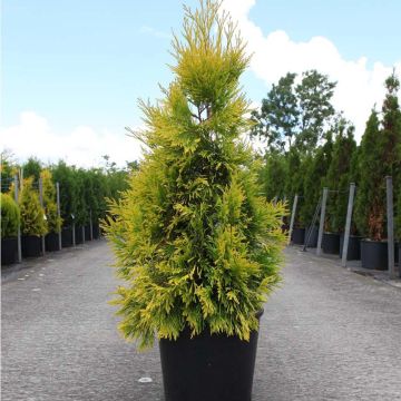 Thuja plicata 4 Ever Goldy - Tuia-gigante