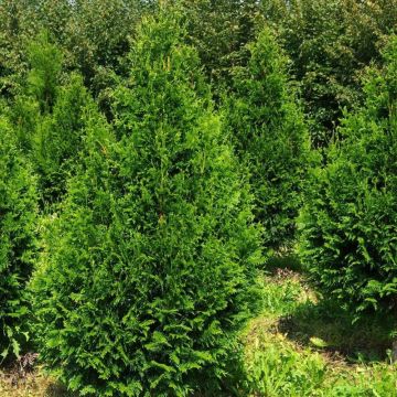 Thuja plicata Can-Can - Tuia-gigante