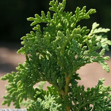 Thuja occidentalis Degroot's Spire - Tuia-ocidental