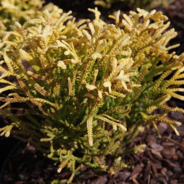 Thujopsis dolabrata Solar Flare - Tuia-do-japão