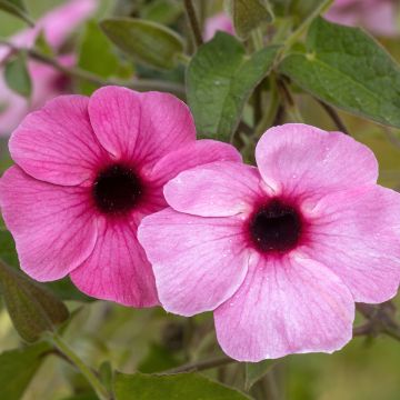 Thunbergia alata Sunny Suzy Rose Sensation