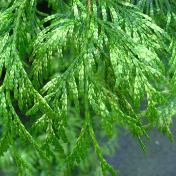 Thuja plicata Zebrina - Tuia-gigante