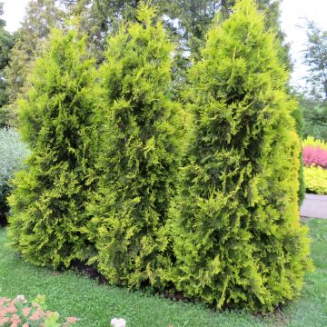 Thuja occidentalis Golden Brabant - Tuia-ocidental