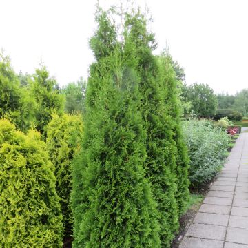 Thuja occidentalis King of Brabant - Tuia-ocidental