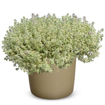 Thymus Sparkling Bright em plantas - Tomilho-limão