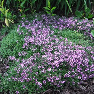 Thymus praecox Coccineus - Tomilho-rasteiro