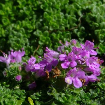 Thymus serpyllum Elfin - Tomilho-serpão