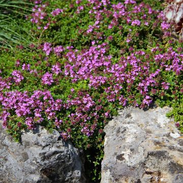 Thymus serpyllum Magic Carpet - Tomilho-serpão