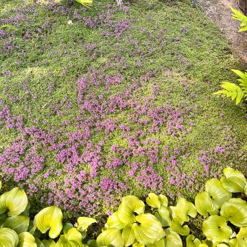Thymus pseudolanuginosus - Tomilho-lanoso