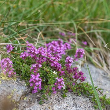 Serpilho - Thymus serpyllum
