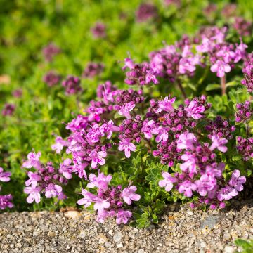 Thymus serpyllum Elfin - Tomilho-serpão