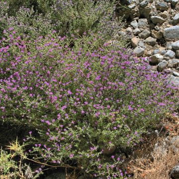 Thymus capitatus - Tomilho-cabeçudo