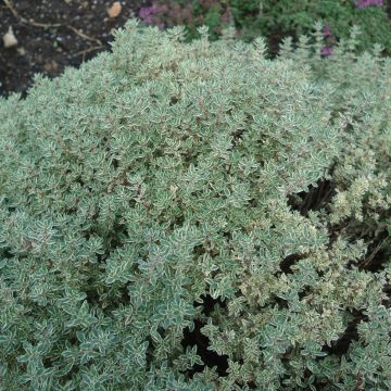 Thymus × citriodorus Silver Queen - Tomilho-limão