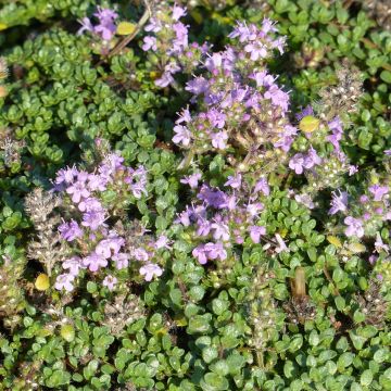 Thymus hirsutus - Tomilho-hirsuto