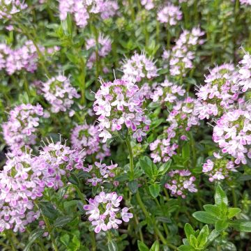 Thymus nitens - Tomilho-brilhante
