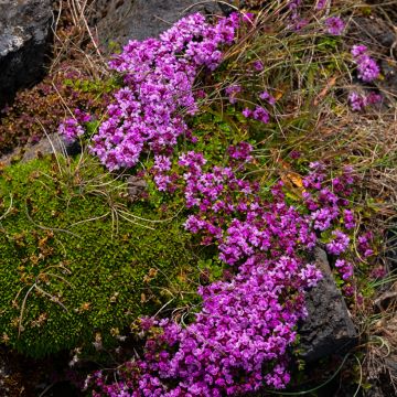 Thymus praecox Bressingham - Tomilho-rasteiro
