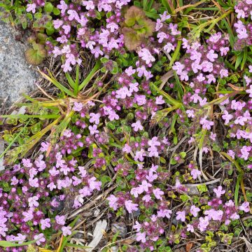 Thymus praecox Minor - Tomilho-rasteiro
